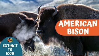 Unraveling the Epic Saga of Americas Iconic Bison – From Near Extinction to Conservation Triumph [upl. by Burkle82]