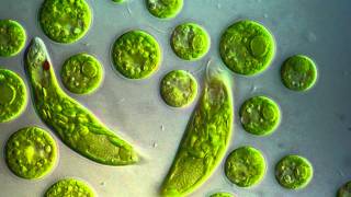 Chlamydomonas amp Euglena viridis [upl. by Yrrah625]