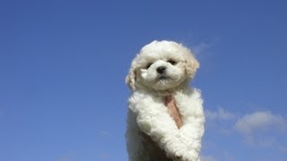 Bichon Frise Song amp Video [upl. by Hnoj120]