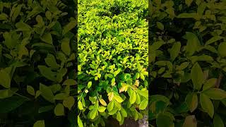 Aisi Deewangi dekhi nahi bollywood song ❤️❤️❤️ nature ☘️ [upl. by Bhayani]