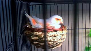 2017 Red Mosaic Canaries Breeding Log 1 [upl. by Larena]