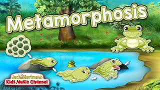 Metamorphosis  Frogs Life Cycle Song for Kids  Jack Hartmann [upl. by Swehttam]