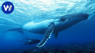 Caresser les baleines  Documentaire sur les merveilles de la nature entre ciel et mer 25 [upl. by Garfinkel]