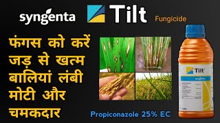 Syngenta Tilt Fungicide  Propiconazole 25 EC  Rust amp Sheath Blight  फंगस से फसल को कैसे नियंत्रण [upl. by Windy]