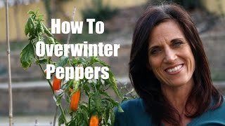 How to Overwinter Peppers [upl. by Halle]