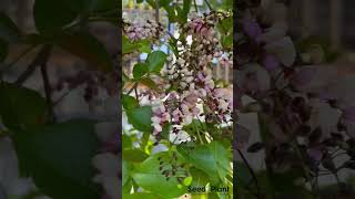 Indian Beech Tree Millettia pinnata Rare Live Plant seed2plant 🌱 [upl. by Armand]