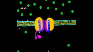 Sodium Channel  Voltage Gate [upl. by Ignatia748]