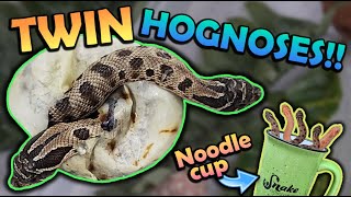 We got TWINS Baby Hognoses Hatching [upl. by Otto]