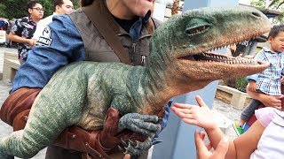 Raptor Encounter with Blue and Baby Tango in Jurassic World at Universal Studios Hollywood [upl. by Noroj]