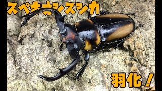 【復活！】スペキオススシカクワガタの羽化 Rhaetulus crenatus speciosus 【Part1：羽化・計測編】 [upl. by Owiat165]