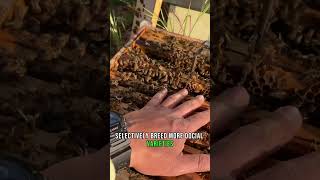 Extreme TEST Hand in a Swarm of Bees Unveiling the Secret of Docility 🐝 [upl. by Enived]