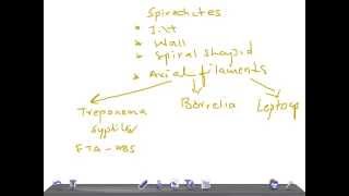 Medical Video Lecture Spirochetes Classification Microbiology [upl. by Luigi]