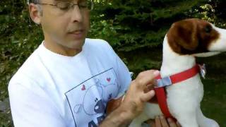 how to fit and adjust the Walk Your Dog With Love dog harness [upl. by Mathews823]