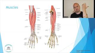 Osteopathic Considerations Wrist Extension [upl. by Nodarse]