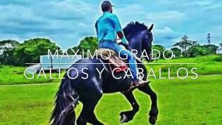 MAXIMO GRADO GALLOS Y CABALLOS [upl. by Adnerb688]