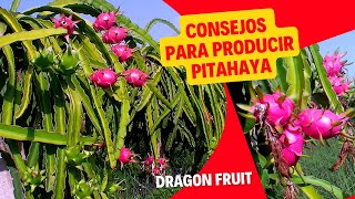 Consejos para producir pitahaya [upl. by Akkire]