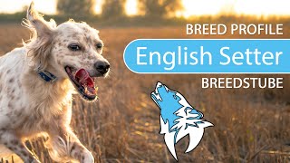 ► English Setter Breed Profile 2022 Temperament amp Training [upl. by Marden986]