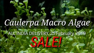 Caulerpa Macro Algae Sale in India Buy macro algae online Macro Algae price in India C Peltata [upl. by Acired]