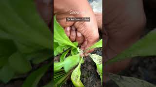 Lets grow blanket flower plant for free 🍀shorts gardening [upl. by Bove]