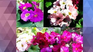 37💕🌸🍃Primula Obconica  Care and Tips 👈 [upl. by Marelda]