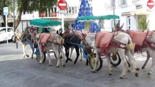 Ezels Donkey Esel Burro in Mijas Spanje 2016 [upl. by Barthol]