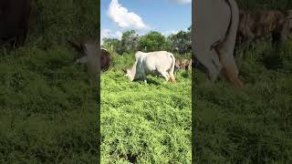 Mini Zebus and Lowline Angus enjoying the pasture cow peaceful farmlife animals [upl. by Tildy]