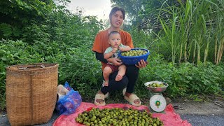 Harvest the canarium fruit and sell it at the market to earn money to feed your children [upl. by Annek]