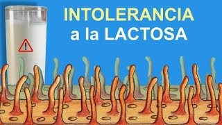 Intolerancia a la lactosa Divulgación científica IQOGCSIC [upl. by Annaek]