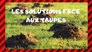 Faire fuir les taupes Comment se débarrasser des taupes  Tuto pour les nuls [upl. by Brandice266]