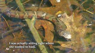 Ovenbird Watersnake Snapping Turtle Aquatic Insects amp Others at a Vernal Pool [upl. by Ejroj295]