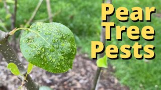 Pear Tree Blister Mites [upl. by Nybor]