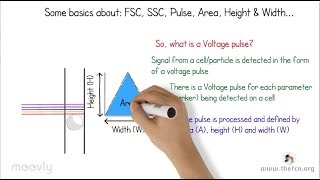 Flow Cytometry Tutorials Doublet Discrimination [upl. by Ongun]