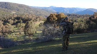 Fallow Deer Hunting Australia  NSW [upl. by Jo Ann]