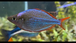 Dan Fish Melanotaenia praecox dansfish Melanotaenia praecox Dwarf Neon Rainbow [upl. by Erot]