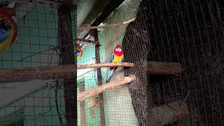 Rosella parrot vlogs YouTube trendingviralvideo shortvideo [upl. by Halliday]