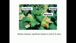 Tobacco mosaic virus details best [upl. by Bobinette]