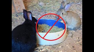 Why We Dont Feed Pellets  How we Feed our Meat Rabbits Healthily and Naturally [upl. by Elawalo590]