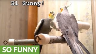 Listen to what this brilliant talking cockatiel can say [upl. by Federica]