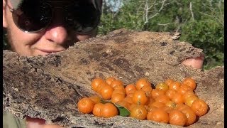 Identifying and Foraging Edible Berries  Desert Hackberry [upl. by Nevil633]