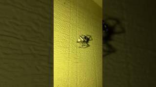 Spider wrapping its prey forkyle shorts short shortvideo nature predator arachnophobia [upl. by Menard26]