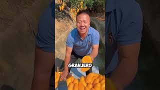 ¡Ingenioso Granjero Cosechando Mangos desde un Barco [upl. by Anhcar7]