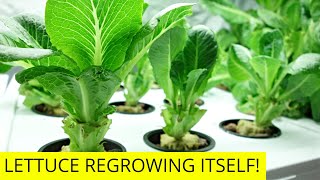 Hydroponic Lettuce REGROWING ITSELF from Stem [upl. by Ciccia961]