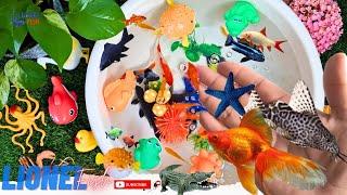 Collection of Cute Animals Videos Synodontis Eupterus Fish Angel Fish Molly fish Frog Goldfish [upl. by Shermy457]