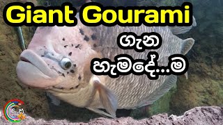 Giant Gourami Care in Sinhala  LOT about GIANT Gouramis [upl. by Enineg]