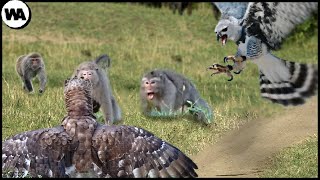 This Is How Two Harpy Eagles Nearly Destroyed an Entire Monkey Island [upl. by Maccarone365]