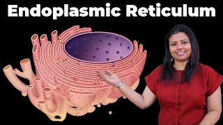 Endoplasmic Reticulum [upl. by Cassie]