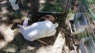 Flemish Giant Rabbits [upl. by Seabrook]