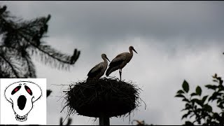 Quickies  Erotik unter Fliegen Störchen und anderen Flugkünstlern [upl. by Primavera]