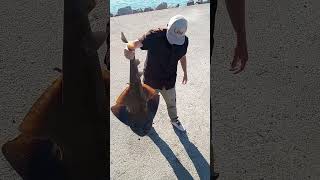 4ft Angle Shark Alamitos Jetty Long Beach CA [upl. by Nosiaj]