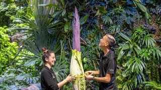 Corpse Flower Live QampA w Biologist Tim Wong [upl. by Biddy]